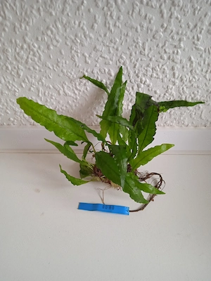 Javafarn (Microsorum pteropus)