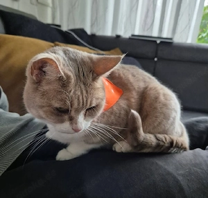 Bina   Europäische Kurzhaarkatze mit einem großen Herzen. Bild 3