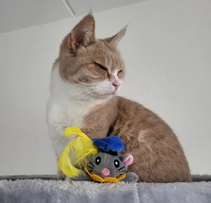 Bina   Europäische Kurzhaarkatze mit einem großen Herzen.