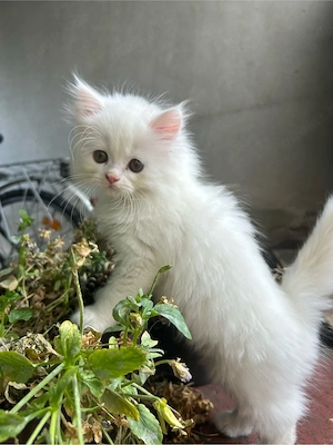 Sibirische Babykatzen