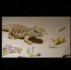 0.0.7 Uromastyx nigriventris NZ '26