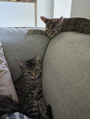 zwei Katzen suchen ein Zuhause 