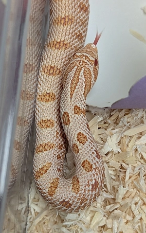 Arctic Yeti het Sable - Superarctic Snowburst, Stormcloud, Heterodon nasicus, Hakennasennatter