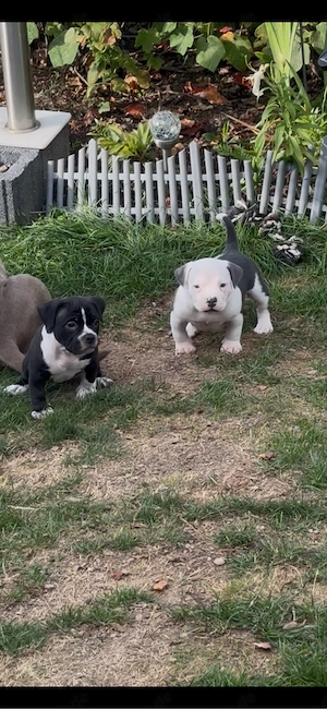 American Bully Pocket Welpen 