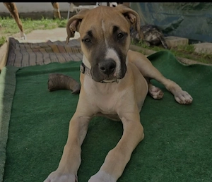   Presa-Canario-Hündin  