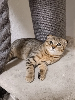 katzenbaby zu verkaufen 