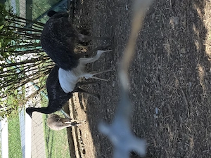 2 Nandus & 2 Emus abzugeben   artgerechtes Zuhause gesucht