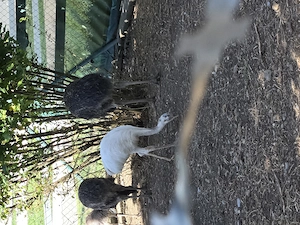 2 Nandus & 2 Emus abzugeben   artgerechtes Zuhause gesucht