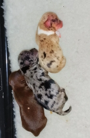 Chihuahua Welpen Schoko Merle, L,H . Jungen und Mädchen 