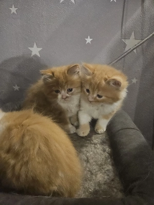 Süße kitten zu verkaufen 
