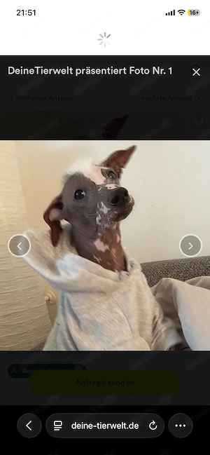 Snoopy sucht Einzelplatz  - Xoloitzcuintle