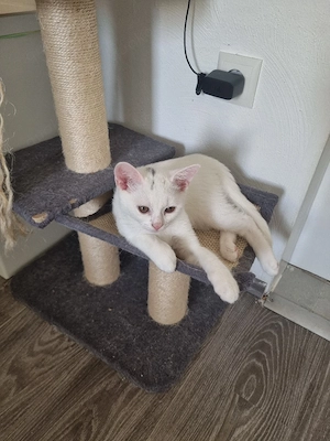 Bkh Mix Baby Kater 