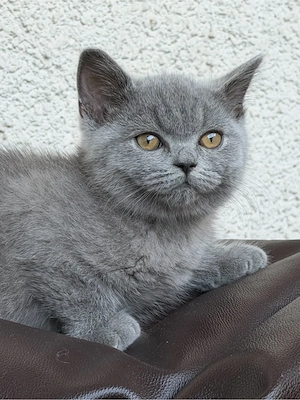 Wunderschöner Britisch-Kurzhaar-Kater in traumhaftem Blau sucht sein liebevolles Zuhause   