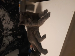 Katzen Kater zu verkaufen 