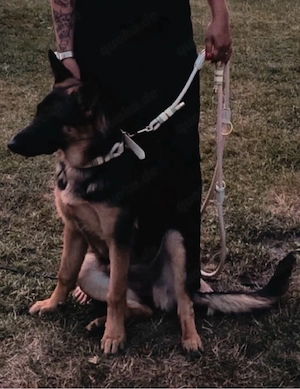 Deutscher Schäferhund hündin jung 