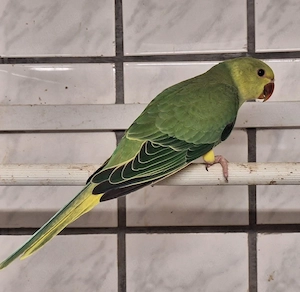 Halsbandsittche 