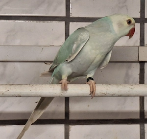 Halsbandsittche 