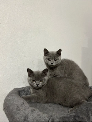 Reinrassige BKH Kitten