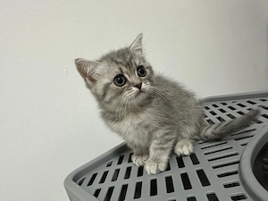 Wunderschönes BKH-Kitten Mädchen sucht ein liebevolles Zuhause     