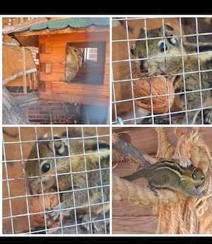 Verkaufe Baumstreifenhörnchen 