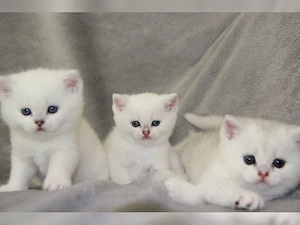 Wunderschöne BKH-Kitten suchen ein liebevolles Zuhause   