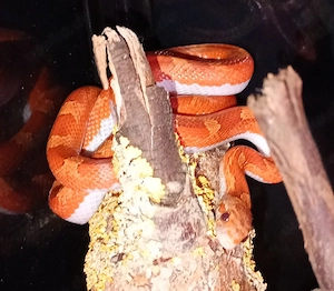 1.1 Kornnatter Bloodred Pied sided ENZ 2025