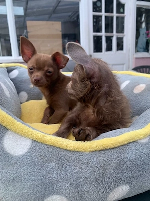 Wurf Chihuahua-Welpen (Rüden und Hündinnen), ab sofort abgabebereit
