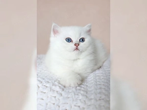 Wunderschöne BKH-Kitten suchen ein liebevolles Zuhause   