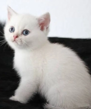  bkh kurzhaar kitten  