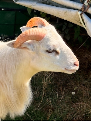 Kamerunschafe 1x  Bock