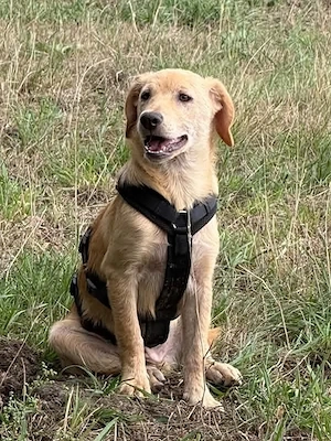 Shadow - verspielter Jungspund sucht seine Menschen