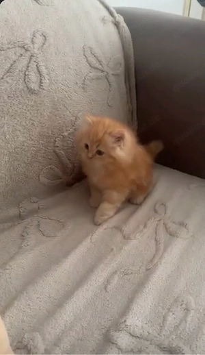 Babykatze 