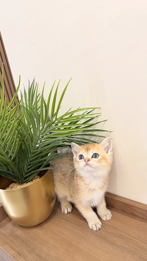 Liebevolle Britisch Kurzhaar Kitten suchen ein neues Zuhause