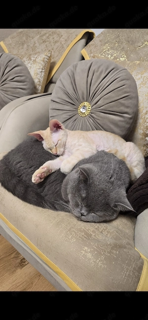 Zwei liebevolle Katzen (BKH & Devon Rex   Cornish Rex) nur zusammen abzugeben