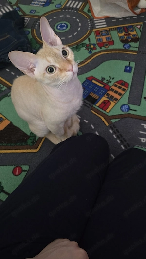    Liebevoller Devon Rex sucht ein neues Zuhause   