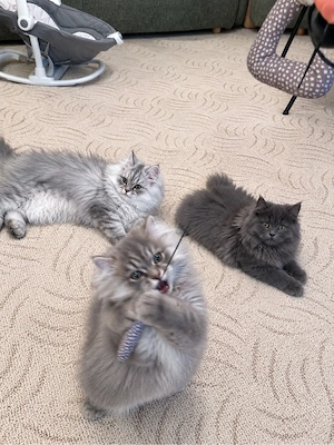 katzen baby