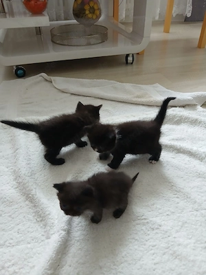 Kitten, Kätzchenbabys, süß, liebevoll!