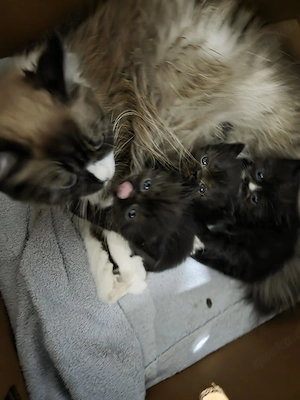 Kitten abzugeben, süß, liebevoll!!!