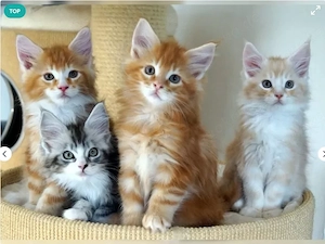 Sehr verschmuste Maine Coon Kitten