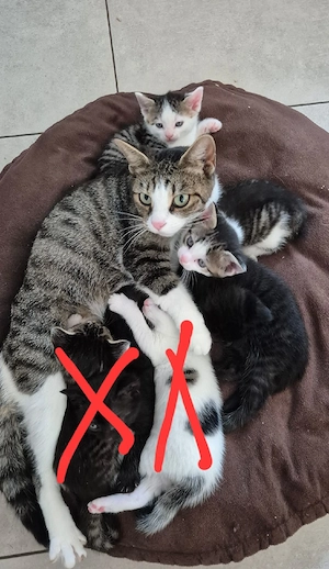 Katzenbabys