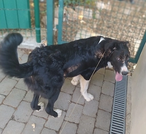 Border Collie Rüde Mix vom Hundetrainer 7Mon 17kg 47cm