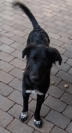 kleinere Border Collie Mix Hündin 8Mon 17kg 43cm vom Hundetrainer