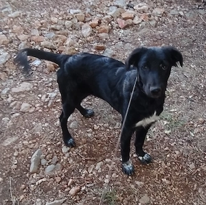 kleine Collie Mix Hündin 7Mon 10kg 40cm in Kroatien beim Hundetrainer