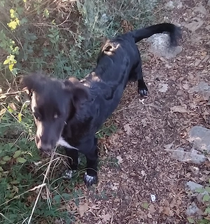 29.9 Fahrt München kleinere Collie Mix Hündin 8Mon 17kg 43cm vom Hundetrainer