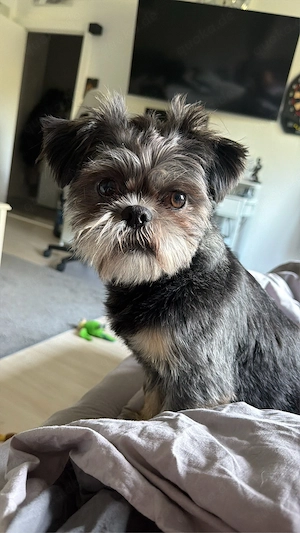 Shih Tzu 1 Jahr alt 