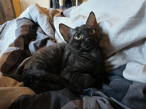 Sphynx   Devon Rex - Kitten :)