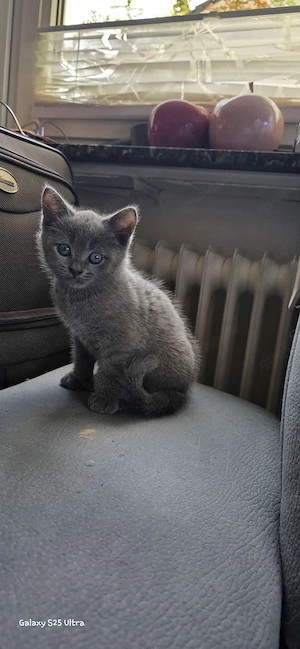 BKH-Mix Kitten