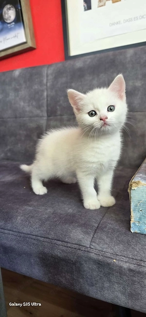 BKH-Mix Kitten