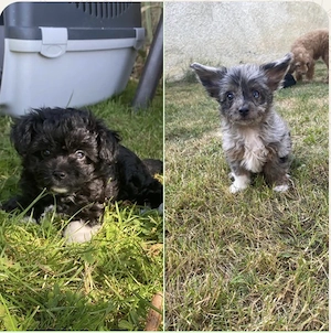 2 Chipoo Mädchen, Pudel x Chihuahua, ähnlich Maltipoo