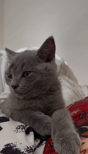 BKH-Kitten liebvolle hände abzugeben